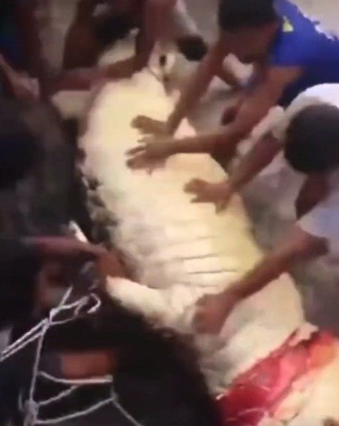 Bocah 10 Tahun Diterkam Buaya Saat Mandi Di Sungai