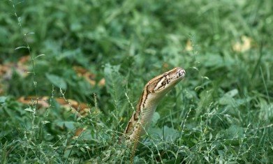 Demi Klaim Uang Asuransi, Dua Putra Tega Bunuh Ayah Kandung dengan Ular Berbisa