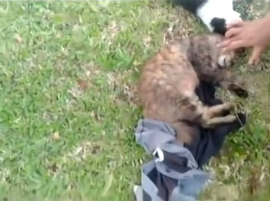 Viral Warganet Kecam Kematian Sejumlah Kucing di Sesko TNI Bandung Diduga Karena Ditembak, Ridwan Kamil 'Saya Telusuri'