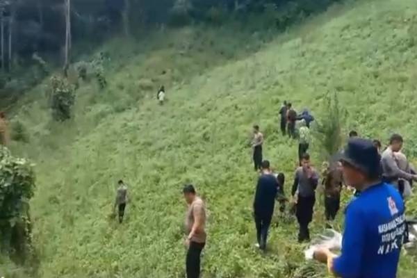 Ladang Ganja Seluas Lima Hektare Ditemukan dan Dimusnahkan oleh Polres Mandailing Natal