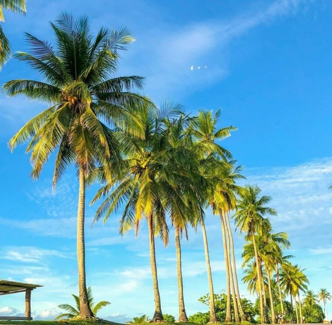 Nauru, Dulu Pulau Terkaya dari Hasil Tambang Kini Bangkrut dan mau jual kewarganegaraan