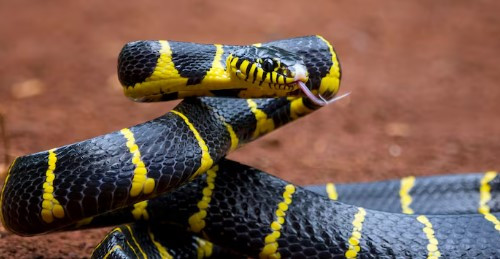 Niat Unboxing Paket Online, Remaja Justru Digigit Ular Kobra