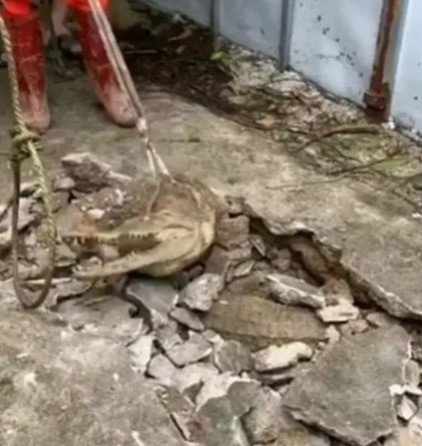 Viral 3 Buaya Keluar Dari Dalam Tanah, Buat Panik Warga